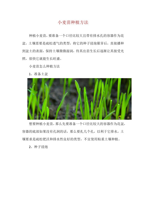 小麦苗种植方法