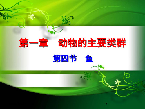人教版八年级上册 生物 课件 5.1.4鱼(共15张PPT)