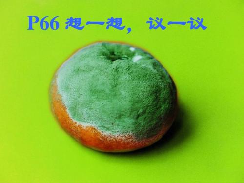 八年级生物上册《第四章_第一节-细菌和真菌的分布》课件
