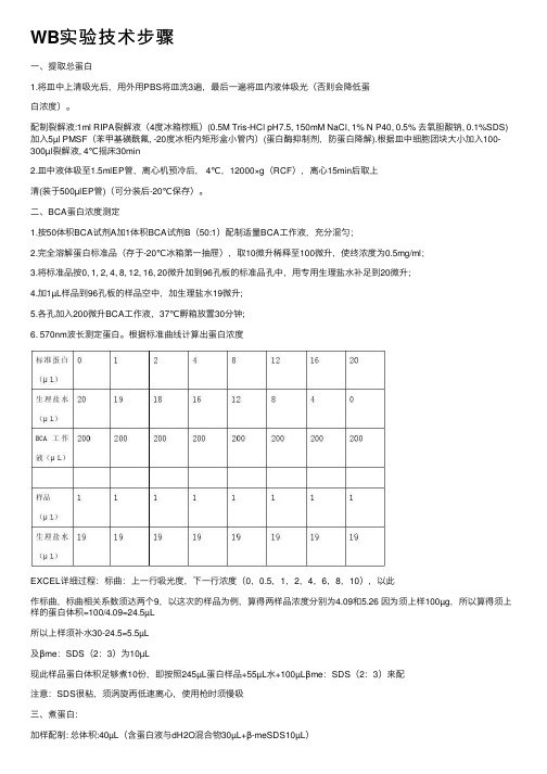 WB实验技术步骤