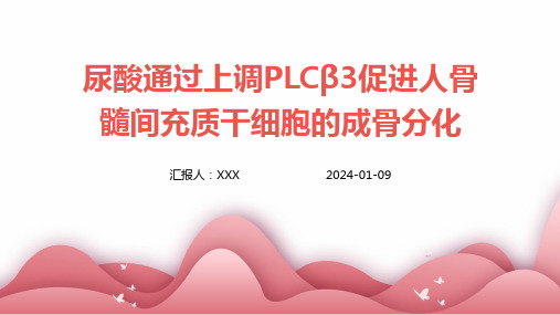 尿酸通过上调PLCβ3促进人骨髓间充质干细胞的成骨分化演示课件