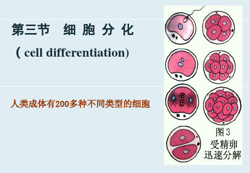 细胞生物学PPT课件 细胞分化 细胞增殖与分化