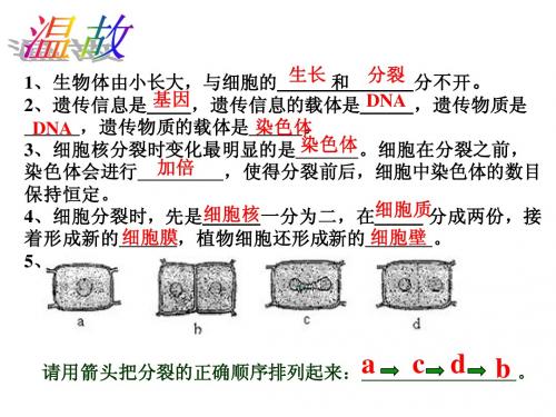 2.3.1(用)动物体的结构层次2