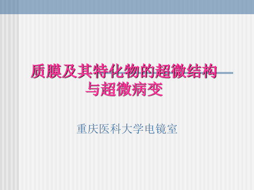 选修课 电镜技术 质膜及其特化物的超微结构与超微病变