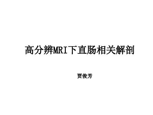 高分辨MRI下直肠相关解剖