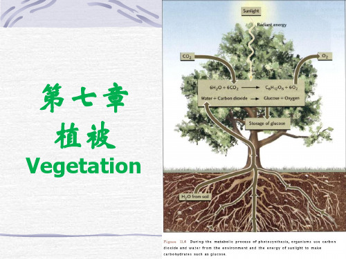 自然地理学  第七章 植被