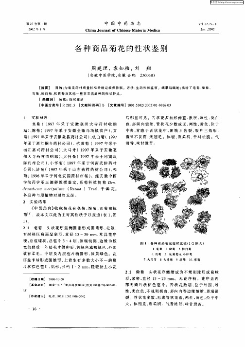 各种商品菊花的性状鉴别