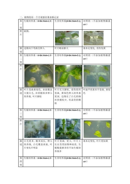 植物组织培养观察报告