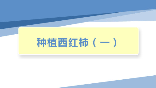 种植西红柿(一)(课件)-四年级劳动教育“小农庄”(校本课程)劳动技术课件