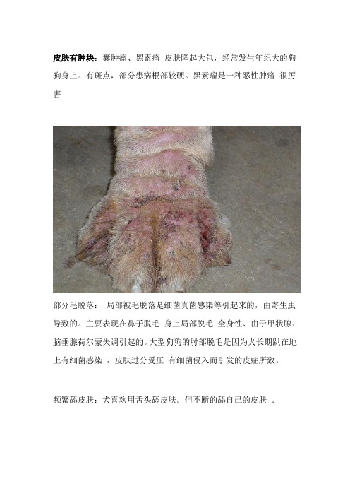 宠物狗狗常见的五种疾病,你都知道是哪些吗?