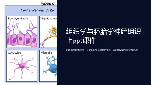 组织学与胚胎学神经组织上课件