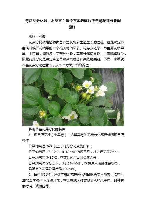 莓花芽分化弱、不整齐？这个方案教你解决草莓花芽分化问题！