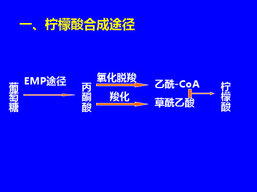 柠檬酸发酵机制