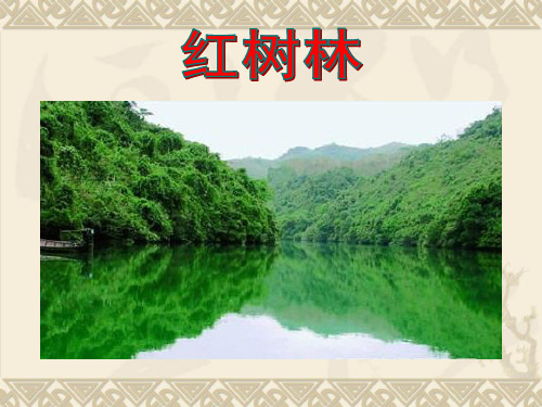 红树林1