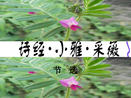 1采薇(节选)课件(共24张PPT)