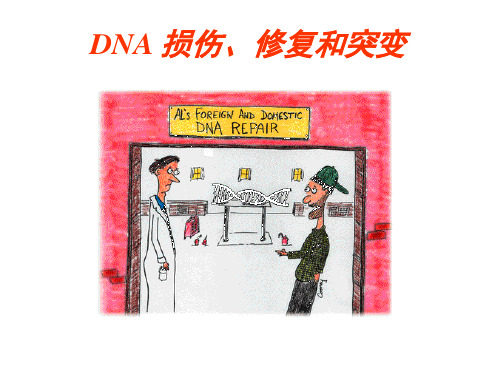 DNA损伤与修复PPT课件