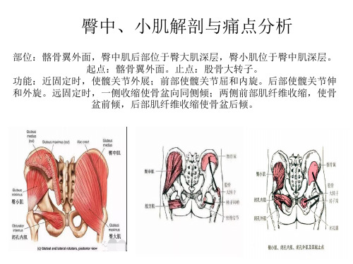 臀中小肌解剖与痛点分析