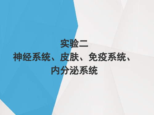 实验二：神经系统、皮肤、免疫系统、内分泌系统-本护