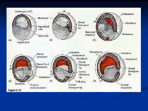 Ch05神经胚与三胚层的早期分化