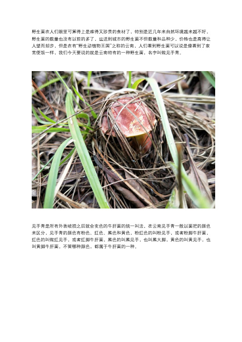 这种野生菌受伤就变黑,都觉得有毒不敢吃,却不知是极品山珍