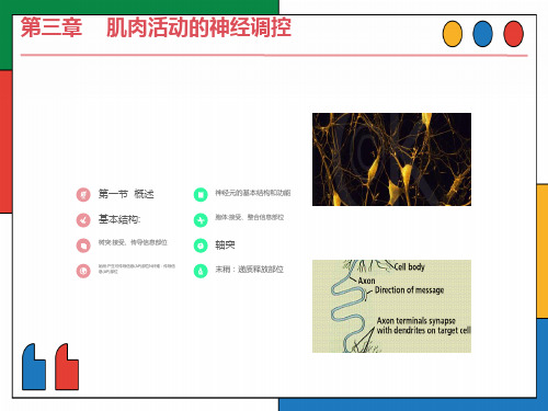 运动生理学3-肌肉活动的神经控制