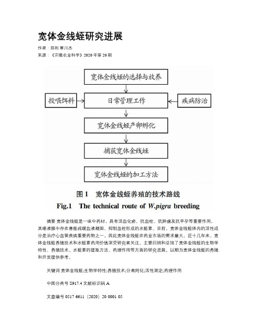 宽体金线蛭研究进展