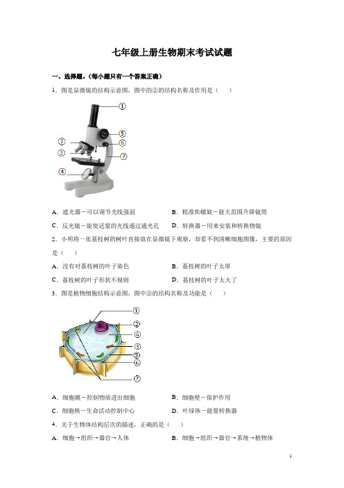 七年级上册生物期末考试试卷含答案