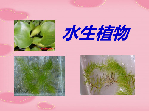 2021完整版《水生植物》植物PPT课件5