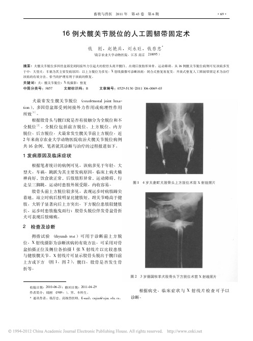 16例犬髋关节脱位的人工圆韧带固定术_钱刚