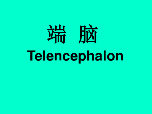 人体解剖学：端脑Telencephalon