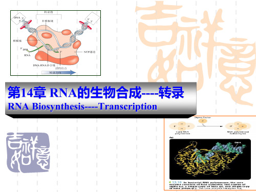 RNA的生物合成--转录-PowerPointPres