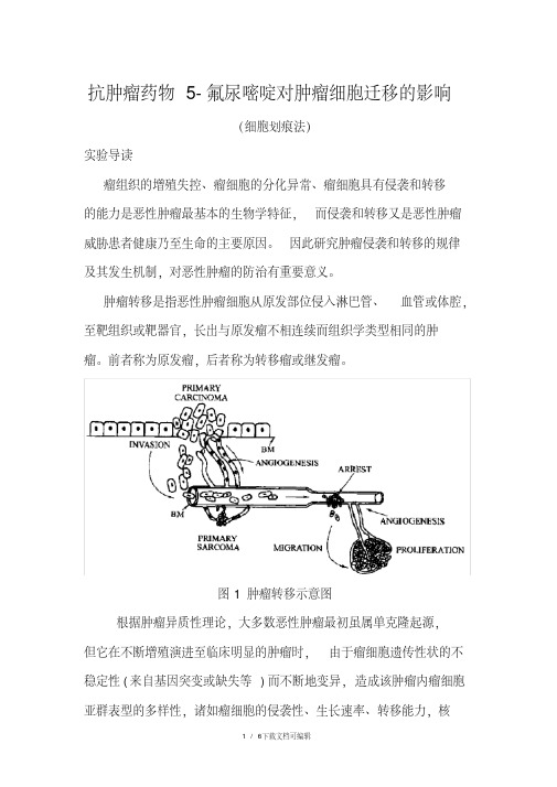 肿瘤细胞迁移实验(细胞划痕法)讲义