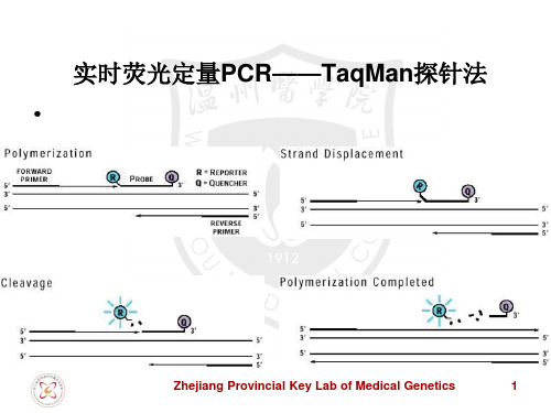 实时荧光定量PCR——TaqMan探针法及设计原则