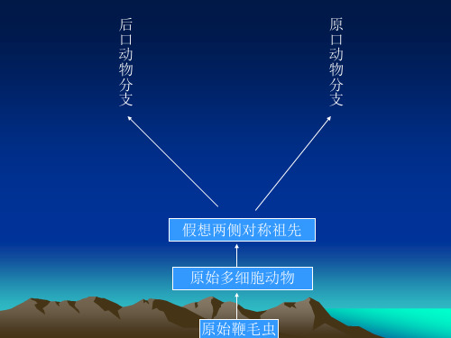 第8章三胚层、无体腔