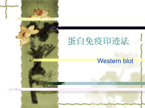 蛋白免疫印迹法Westernblot原理及步骤