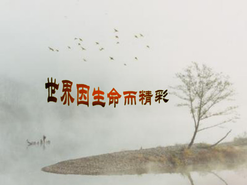 世界因生命而精彩.exe优质课件PPT