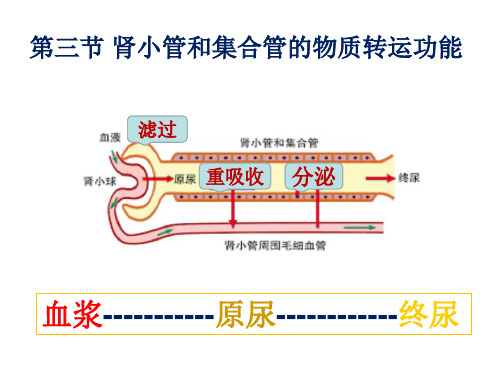 生理学：肾小管和集合管的物质转运功能