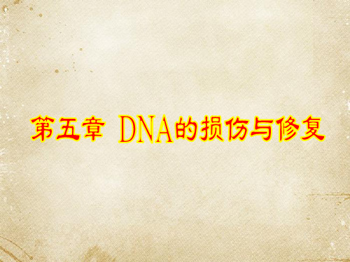 DNA损伤的修复  ppt课件