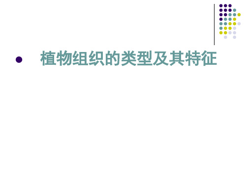 植物的组织类型及其特征.pptx