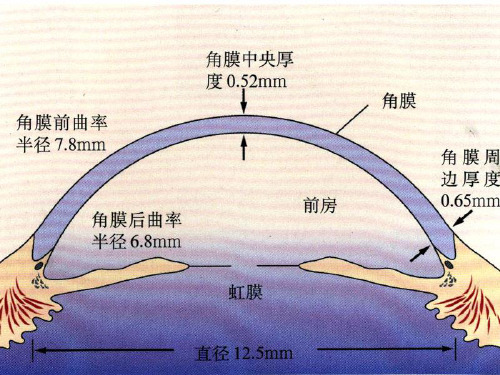 前房角结构 ppt课件