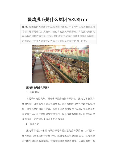 蛋鸡脱毛是什么原因怎么治疗