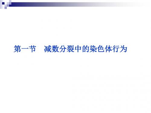 浙科版必修2 减数分裂中的染色体行为 课件(30张)