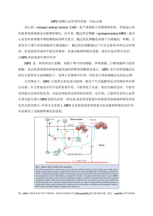 髓过氧化物酶综述