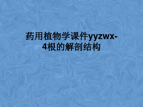 药用植物学课件yyzwx-4根的解剖结构