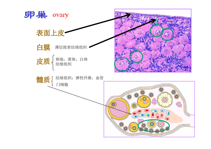 18.1 卵泡发育与成熟