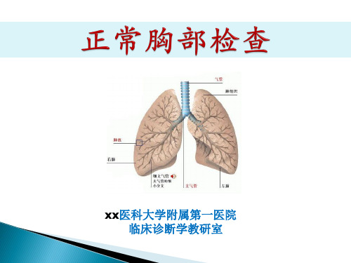 诊断学教学ppt-胸部查体