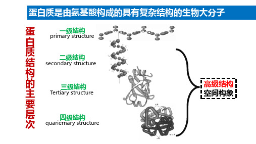 1.3.1 蛋白质一级结构、二级结构
