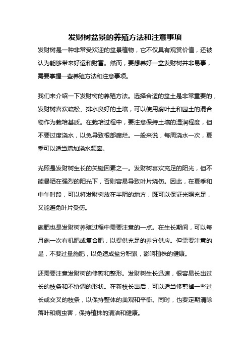 发财树盆景的养殖方法和注意事项