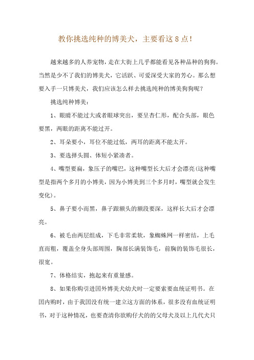 教你挑选纯种的博美犬,主要看这8点!