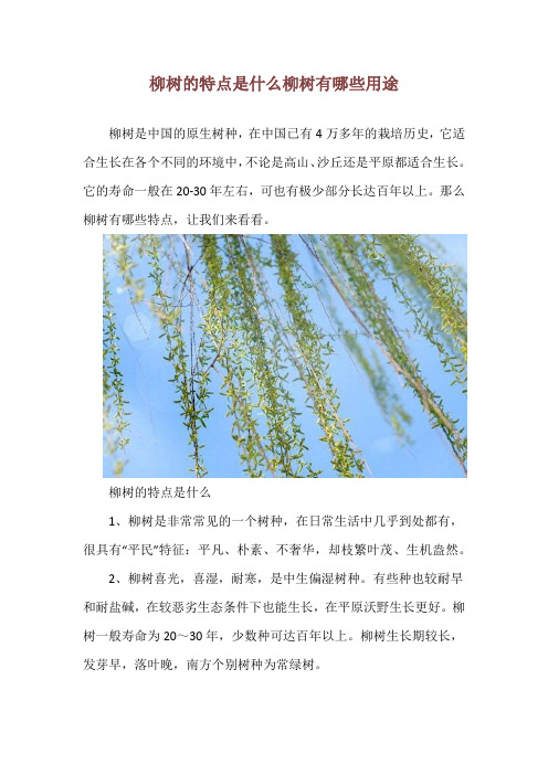 柳树的特点是什么 柳树有哪些用途